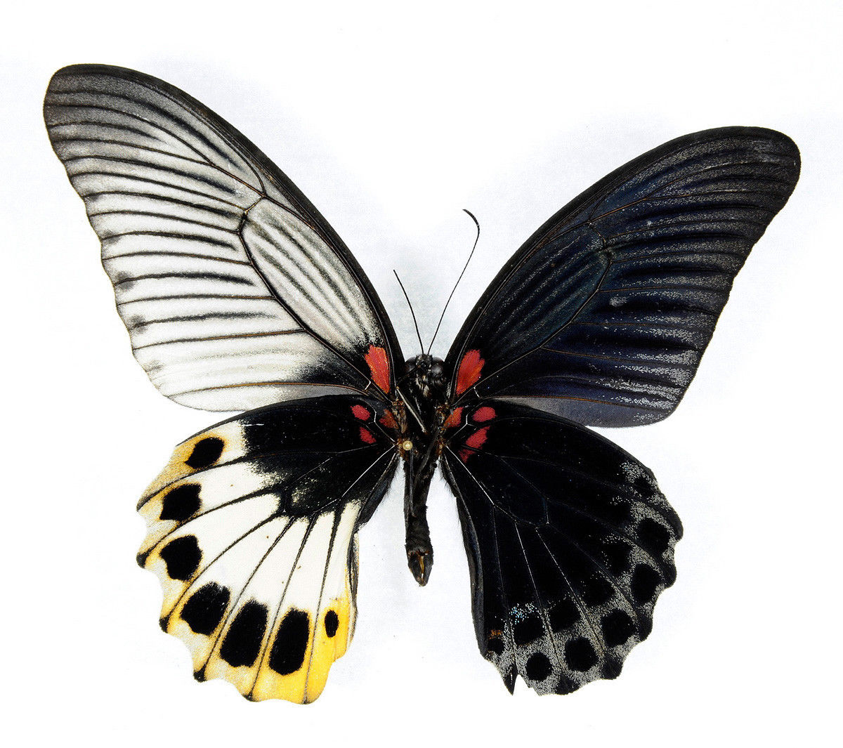 Papilio memnon BILATERAL GYNANDROMORPH 1 (Internet Image property of respective owner, non-commercial use only)